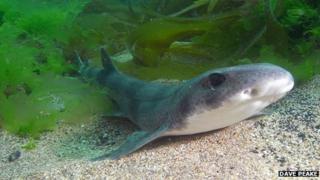 Small-spotted Catshark