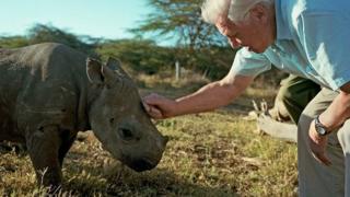 David Attenborough strokes a baby rhino