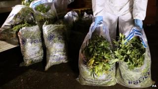 Cannabis seized by Strathclyde Police