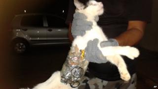 Cat being held by prison guard in Brazil