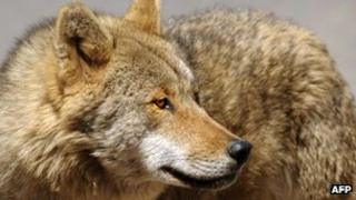 Wolf - file pic
