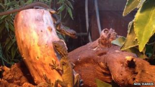 Indonesian sailfin dragons