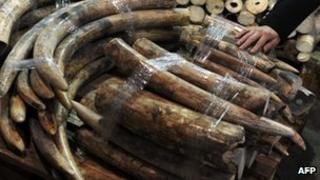 Seized ivory tusks displayed during a press conference in Hong Kong (4 Jan 13)