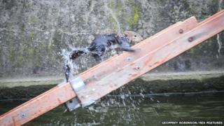 Rescue of grey squirrel in Watford