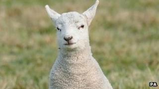 Lamb
