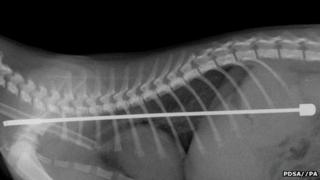 X-ray picture of antenna in Alphie's stomach
