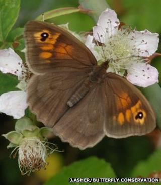 Meadow brown butterfly (Jim Asher/Butterfly Conservation)