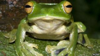 Flying Frog perches on a branch