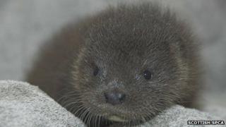 Otter pup Cally