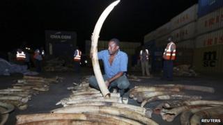 A worker arranges elephant tusks recovered from a container on transit, at the Kenyan port city of Mombasa 15 January 2013