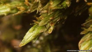 Welsh Bristle-moss