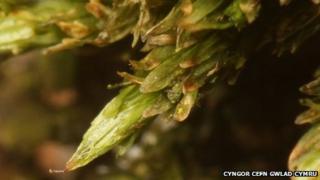 Mwsogl Gwrychog Cymreig (Orthotricum cambrense)