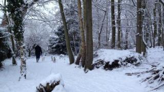 Snowy woods in Norwich