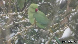 Parakeet in snow in Esher