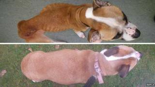 Lottie - before and after