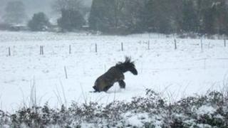 A horse enjoying the snow in of Forestside near Chichester, West Sussex