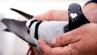Pigeon