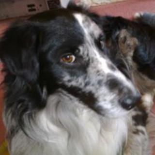 Don Wilson's dog, Max