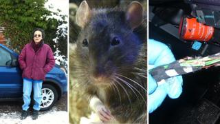 Jill Delaney and damage caused by rats to car's electrics