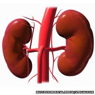 An illustration of the right and left kidneys