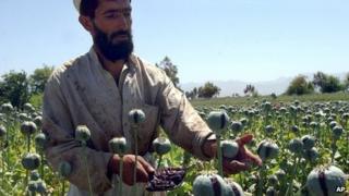 Opium crop in Afghanistan (April 2007)