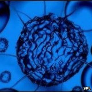 Stem cell