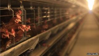 Chickens at Lukasz Serwatko's farm in Chromakowo, Poland