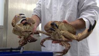 Crabs