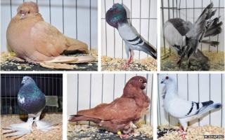 Pigeon breeds
