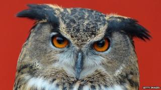 European owl looking directly at the camera