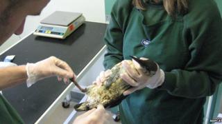Bird being cleaned.