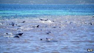 Pod of dolphins off south coast of Western Australia - 2 February