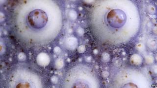 sea urchin skeleton