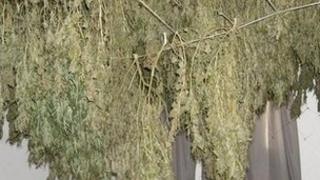 Cannabis plants at Silchester Road