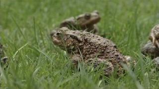 Toad