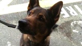Thor the German Shepherd