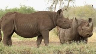 Black Rhinos in Mkomazi, Tanzania 19 June 2012