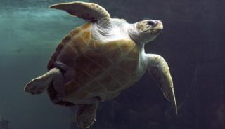 A turtle