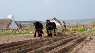 Horse and plough in the Isle of Man- courtesy Manx National Heritage