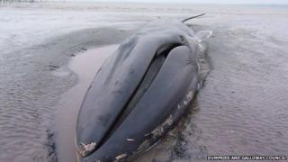 Whale