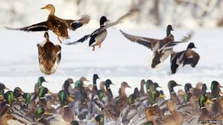 mallard ducks