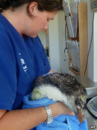 Wellington Zoo vet Lisa Argilla with the penguin. 21 Feb 2013
