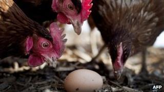 Free-range chicken look at an egg on a farm in Seefeld, southern Germany
