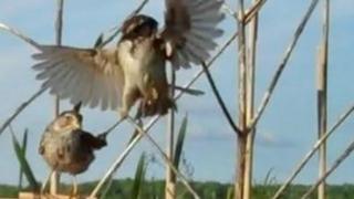 sparrows