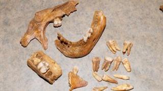 Some of the bones discovered at Middleton Cheney