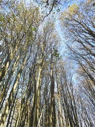 Lime clump, Westonbirt, Gloucestershire