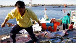 Shark fishing