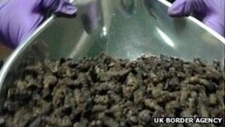 Dried caterpillars