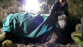 Horse rescue at Pakefield