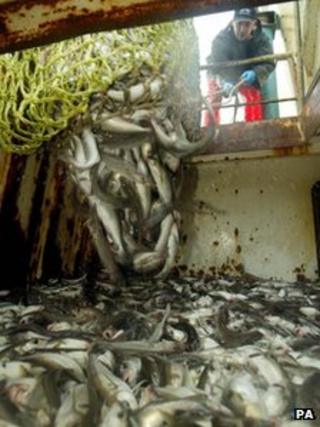 Cod in a fishing boat